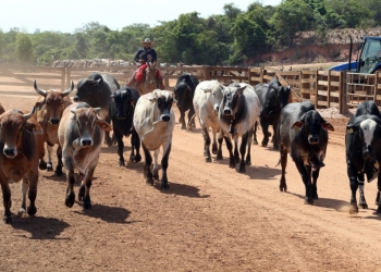 Atenção para a declaração de rebanho obrigatória