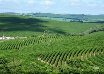 Agro avança, supera mineração e reforça peso nas exportações