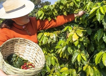 Três Pontas recebe hoje encontro que reúne mulheres da cafeicultura
