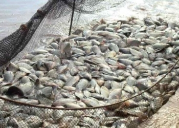 Peixe BR critica novas regras e alerta para aumento de custos