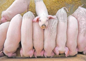 Exportações de carne suína crescem 32% em março