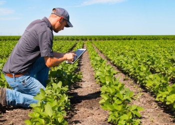Inadimplência avança no agro e recuperações judiciais atingem pico histórico