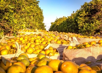 Safra de laranja cresce, mas greening e seca causam prejuízos