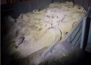 Furto de gado é frustrado e trio acaba preso com 30 animais em MT