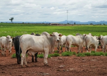 Produção da pecuária de Mato Grosso deve movimentar R$ 42,1 bilhões em 2026