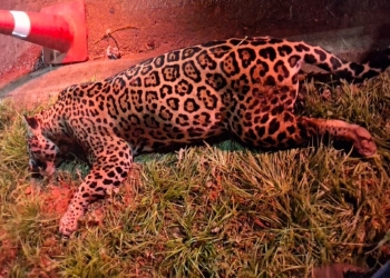 Onça atropelada na BR-163