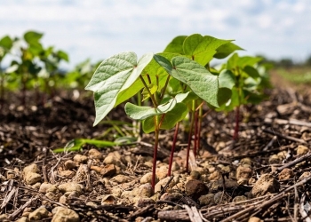Produtores estão otimistas com a boa evolução da safra de algodão em Mato Grosso