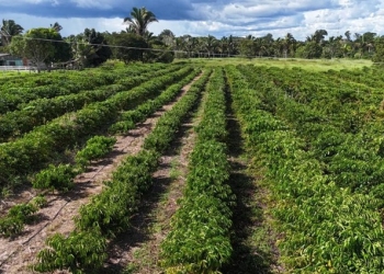 Pequeno produtor em Cotriguaçu recebe apoio da Empaer e fatura com a produção de café e mel