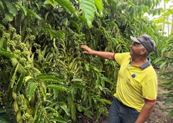 Café garante renda e recomeço para família de pequenos produtores de Castanheira