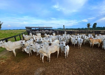 Campanha de atualização de estoque de rebanhos começa sexta-feira (1º) em MT