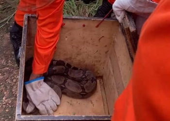 Corpo de Bombeiros realiza o resgate de duas cobras jiboia em diferentes municípios