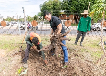 Projeto testa seis espécies de mandiocas com objetivo de fortalecer a cadeia alimentar