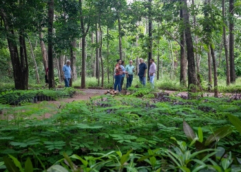 Mais árvores, menos calor: Cuiabá aposta em novo modelo urbano