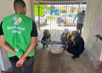 Bem-Estar Animal atua em denúncia de maus-tratos com suspeita de zoofilia em Cuiabá