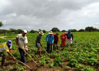 Agronegócio mantém força no emprego e demanda por safristas cresce nas colheitas
