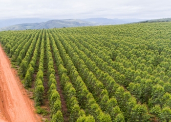 Setor florestal reforça protagonismo do Brasil no mercado global