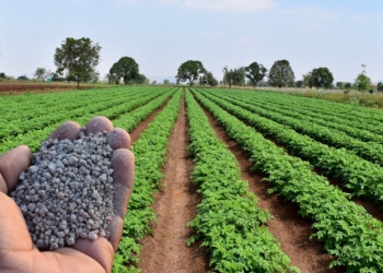 Estudo avalia que alta dos fertilizantes vai elevar custo da próxima safra