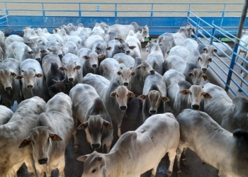 Arroba em alta melhora margem do pecuarista, mostra Cepea