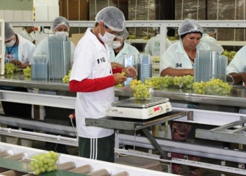 Pernambuco sai na frente e exporta a primeira carga de uvas com tarifa zero