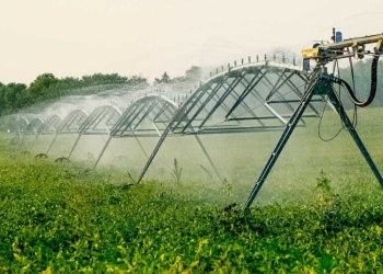 Polos irrigados concentram maior renda, produtividade e desenvolvimento