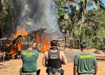 PF e Ibama destroem alojamentos clandestinos e combatem desmatamento em terras públicas