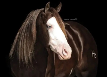 Cavalo é vendido por R$ 88 milhões em leilão de Nazário