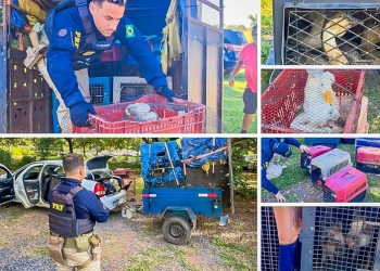 PRF resgata 52 animais transportados em situação de maus-tratos na BR-364