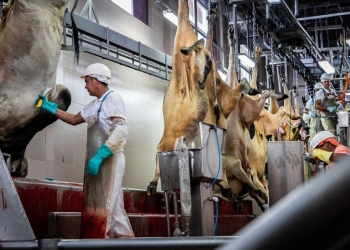 Produção animal registra crescimento nos abates  no primeiro trimestre