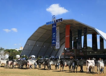 Megaleite espera superar R$ 300 milhões em negócios em Belo Horizonte