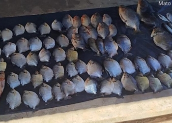 Ações da Sema contra pesca ilegal apreendem mais de 60 kg de pescado