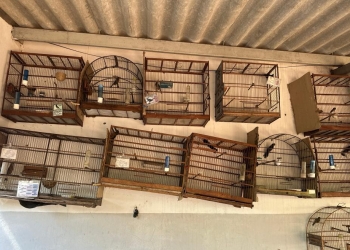 Ação apreende 25 aves silvestres vítimas de maus-tratos e tráfico ilegal