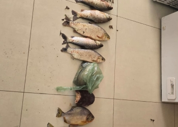 Suspeitos tentam fugir pelo rio, mas acabam presos com redes ilegais e peixes proibidos