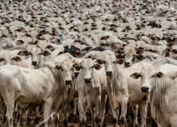 Parasitas bovinos podem causar prejuízos superiores a R$ 16 bilhões anuais à pecuária
