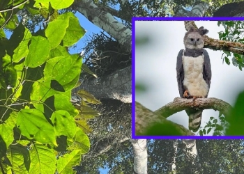 Proprietário de fazenda é notificado para evitar que árvore com ninho de Harpia seja derrubada
