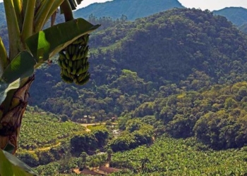 Expansão de área e liderança na exportação sustentam safra de 770 mil toneladas de banana