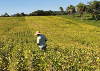Estado amplia produção de grãos em 61% e consolida nova força do agro