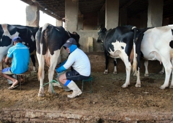 Pecuária leiteira catarinense terá encontro voltado a produtividade e gestão