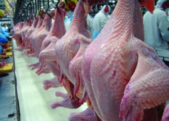 Exportações de carne de peru crescem 23% e receita mais que dobra em 2026