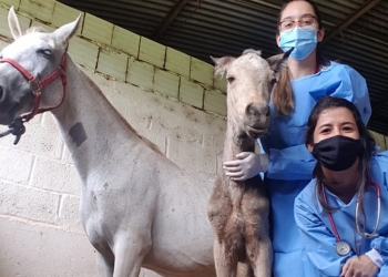 Exercício ilegal da Medicina Veterinária passa a ser crime no Brasil; nova lei prevê até prisão