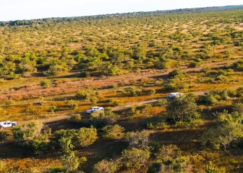 PM encontra plantação com 5 mil pés de maconha em área invadida de fazenda
