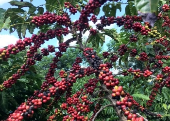Exigências regulatórias da UE podem embarreirar pequenos cafeicultores