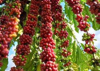 Com assistência técnica da Empaer, cafeicultura de Colniza alcança produtividade recorde