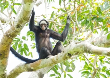 Sebrae/MT lança Rota dos Primatas para fortalecer turismo e valorizar biodiversidade de MT