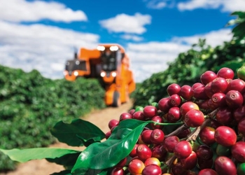 Safra recorde no Brasil amplia oferta global e pressiona preços do café