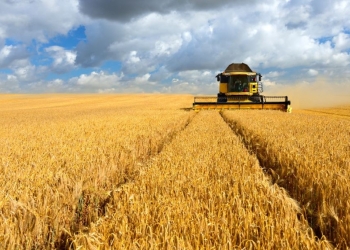 Medo do El Niño pode reduzir em mais de 30% área de cevada