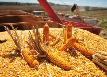Etanol e agroindústria impulsionam protagonismo do milho