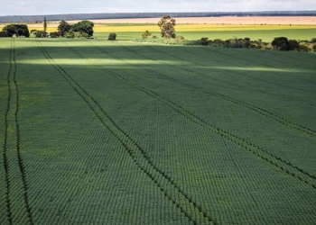 PIB do agro atinge R$ 279 bilhões e bate recorde na economia estadual